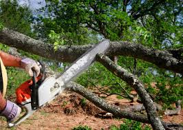 Professional Tree Removal and Landscaping Services in Westgate, FL